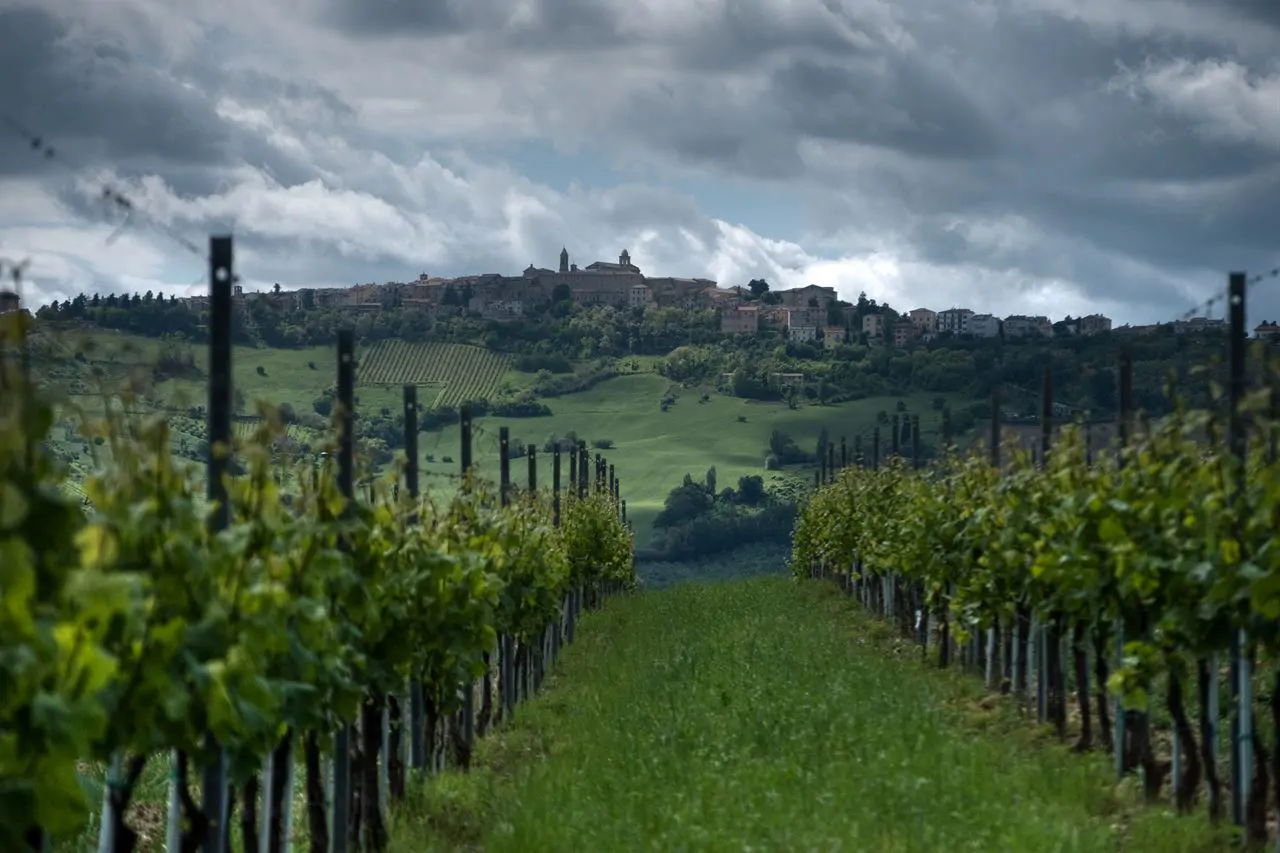 The Verdicchio vineyards around Cupramontana, in the Castelli di Jesi
